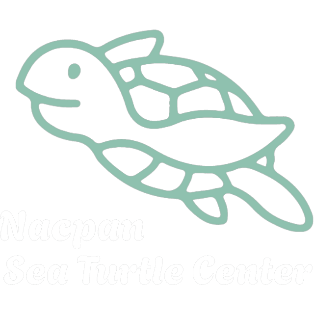 Nacpan Sea Turtle Center